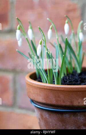 Drainpipe pot holders. Galanthus nivalis flowers. Foto Stock