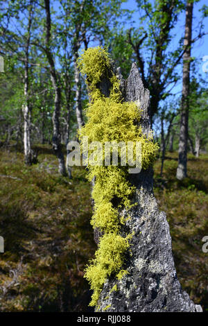 Lupo Lichen (Letharia vulpina) sulla corteccia di un albero morto. Ex utilizzato come un veleno per i lupi e volpi. Germania Foto Stock