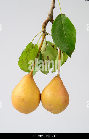 Selvatico europeo pera (Pyrus pyraster). Rametto con due frutti maturi. Studiopicture contro uno sfondo bianco. Germania Foto Stock