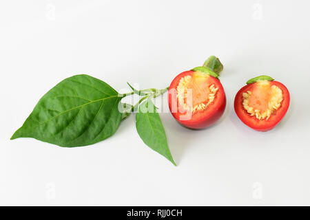 Peperone rosso, Pimiento (Capsicum annuum). Ramoscello con maturi frutti dimezzata. Studio Immagine contro uno sfondo bianco. Germania Foto Stock