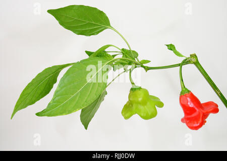 Red Hot pepe, peperoncino, Vescovi corona (Capsicum baccatum var. pendolo). Ramoscello con maturi e peperoni immaturi. Foto Stock