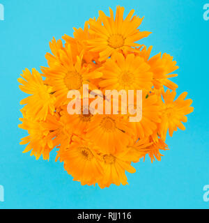 Calendula - Calendula bouquet su sfondo blu Foto Stock