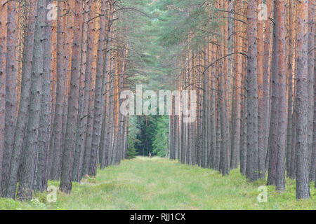 Di Pino silvestre (Pinus sylvestris). Divario nella foresta. In Sassonia, Germania Foto Stock