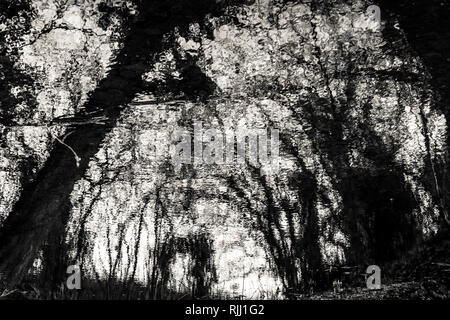 Riflessi scuri nella piscina di bosco Foto Stock