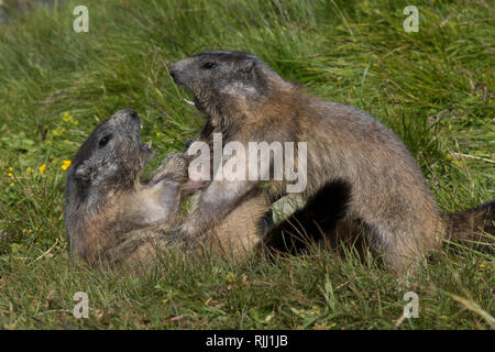 Alpine marmotta (Marmota marmota). Due adulti combattere su un prato. Alti Tauri Parco Nazionale, Austria Foto Stock