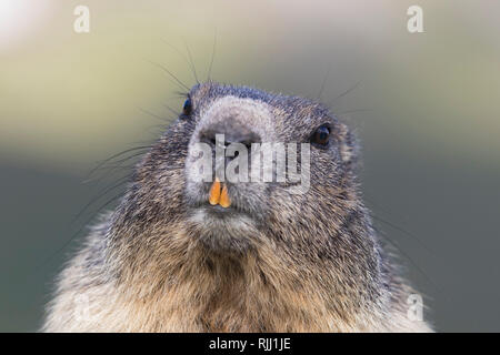 Alpine marmotta (Marmota marmota). Ritratto di adulto. Alti Tauri Parco Nazionale, Austria Foto Stock