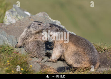 Alpine marmotta (Marmota marmota). Un adulto giovane giocando. Alti Tauri Parco Nazionale, Austria Foto Stock