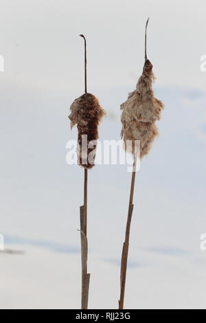 Quebec, Canada. Giunchi in inverno Foto Stock