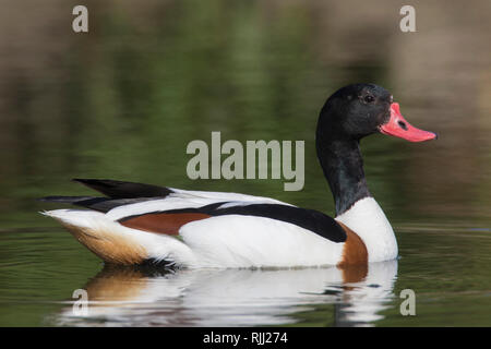 Shelduck comune (Tadorna tadorna), femmina sull'acqua. Germania Foto Stock