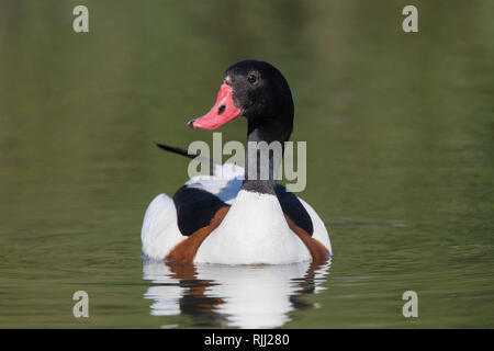 Shelduck comune (Tadorna tadorna), femmina sull'acqua. Germania Foto Stock