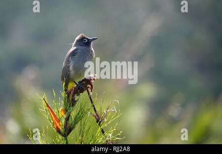 South African Cape Bulbul permanente sulla parte superiore della boccola essiccato. Modo laterale vista con sfondo sfocato Foto Stock