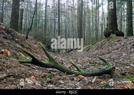 Il cervo (Cervus elaphus). Capannone di muschio corna in una foresta. Germania Foto Stock