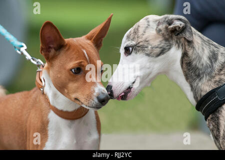 Basenji e Whippet. Due cani adulti lo sniffing in corrispondenza di ogni altro. Germania Foto Stock