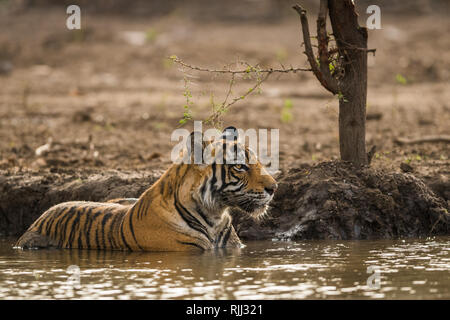 Tiger cub il raffreddamento in acqua nelle estati calde a Ranthambore riserva della tigre in India Foto Stock