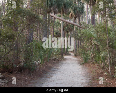 Caccia Island State Park, Carolina del Sud. Scenic accesso laguna ricreazione sentiero attraverso la foresta di marittimo. Alberi di alto fusto e palme forniscono un punto molto panoramico r Foto Stock