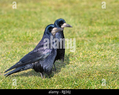 Rooks Corvus frugilegus associazione fino ai primi di febbraio east coast Norfolk Foto Stock