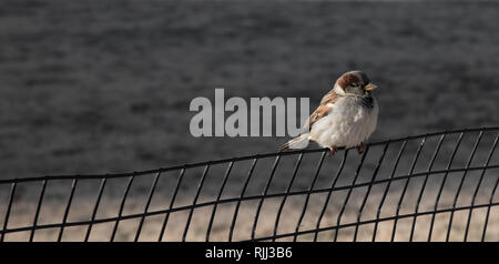 Un passero appollaiato su un recinto di filo in sun. Foto Stock