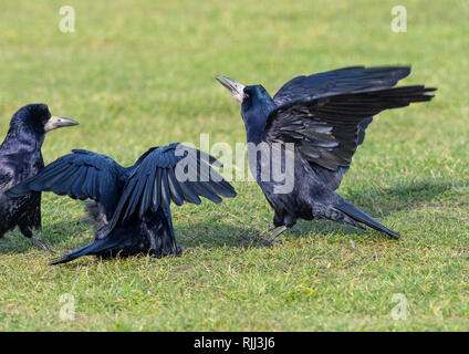 Rooks Corvus frugilegus associazione fino ai primi di febbraio east coast Norfolk Foto Stock