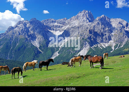 Cavalli su un prato alpino nelle Dolomiti di Sesto. Haflinger e progetto italiano di cavalli al pascolo. Parco Naturale delle Dolomiti, Alto Adige, Italia Foto Stock