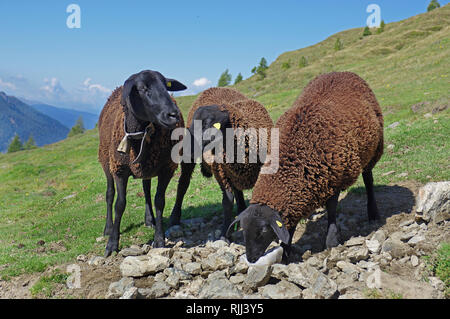 Braunes Bergschaf (marrone le pecore di montagna). Tre individui a leccare il sale. Dolomiti Alto Adige - Italia Foto Stock