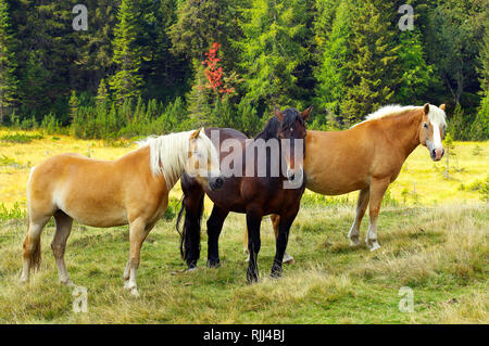 Italiano di traino pesante rapido, condizioni di sforzo particolarmente pesanti e Cavalli di Razza Haflinger. Tre cavalli su un soleggiato bog prato. Foto Stock