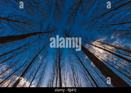 Alberi di pioppo. Aragona, Spagna Foto Stock