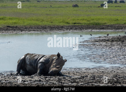 Rinoceronte bianco, Ceratotherium simum, raffredda mediante rullatura in fango in corrispondenza del bordo di uno stagno in Lake Nakuru National Park, Kenya Foto Stock