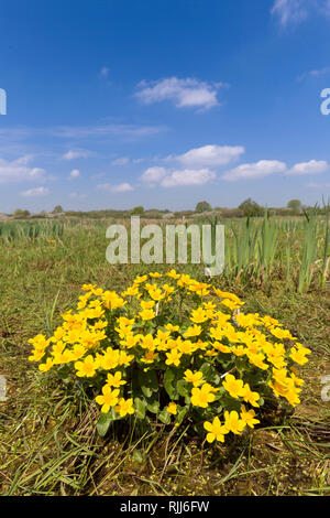 Kingcup, Marsh Calendula (Caltha palustris), fioritura. Germania Foto Stock