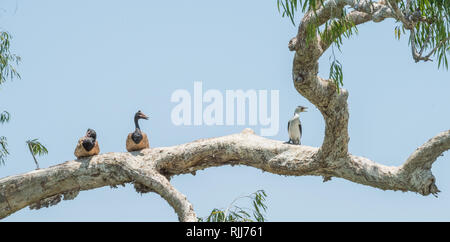 Gazza oche e pied cormorant arroccato su albero nel Corroboree Billabong wetland nel Territorio Settentrionale dell'Australia Foto Stock