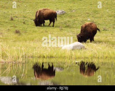 Una calma riflessione da una coppia di alimentazione di Bison Foto Stock