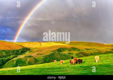 Angus pascolo del bestiame al pascolo nel paesaggio agricolo di arcobaleno, Pennan, Aberdeenshire, Scozia, Gran Bretagna Foto Stock