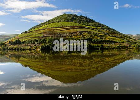 Vigneto si riflette nel fiume Douro vicino a Pinhao, valle del Douro, Portogallo Foto Stock