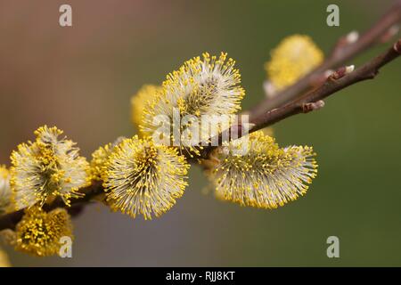 Fioritura giallo salicone (Salix caprea) con fiori maschili, salice amenti, Schleswig-Holstein, Germania Foto Stock