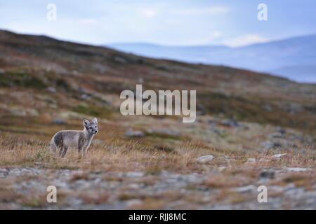 Arctic Fox (Vulpes vulpes lagopus), giovane animale sorge in Fjell, Dovrefjell, Norvegia Foto Stock