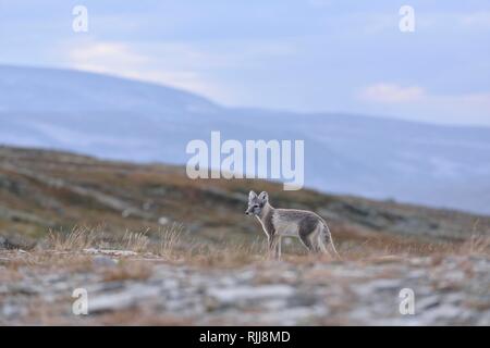 Arctic Fox (Vulpes vulpes lagopus), giovane animale sorge in Fjell, Dovrefjell, Norvegia Foto Stock