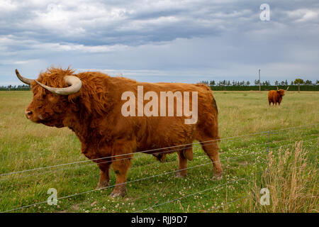 Un grande hairy highland bull in un campo di altri bovini highland a Canterbury, Nuova Zelanda Foto Stock