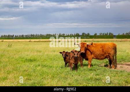 Un altopiano di mucca con il suo vitello in un campo di Canterbury, Nuova Zelanda Foto Stock