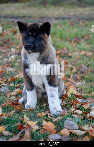 Carino akita americano cucciolo è seduta nel fogliame di autunno. Tre mesi. Gli animali da compagnia. Cane di razza. Foto Stock