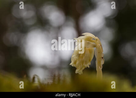 Pinesap Foto Stock