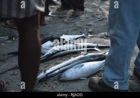 Didascalia: Fort Cochin, Kerala, India - Maggio 2003. I pescatori e gli scommettitori di contrattare oltre la mattina presto prendere da una rete da pesca a Cochin, la vecchia portog Foto Stock