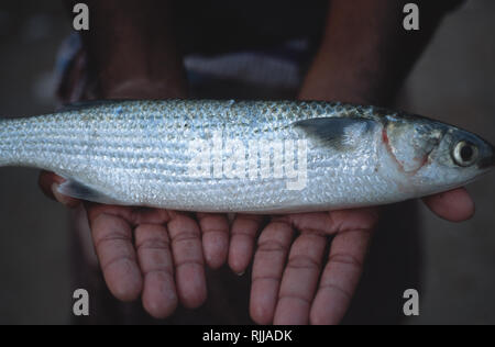 Didascalia: Fort Cochin, Kerala, India - Maggio 2003. Un pescatori visualizza un pesce dal suo inizio mattino catture in Cochin, la vecchia colonia portoghese in India Foto Stock