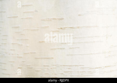 Bianco di corteccia di betulla sfondo. Naturali ed eco responsabile concetto. Bianco texture alla moda. Posizione orizzontale Foto Stock