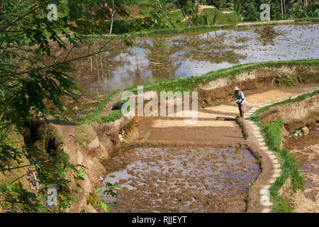 Riso Tegalalang Terrazza è uno dei più famosi oggetti turistici in Bali situato nel villaggio di Tegalalang a nord di Ubud Bali . Foto Stock