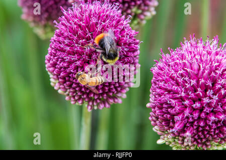 Allium (sphaerocephalon) nel pieno fiore Foto Stock