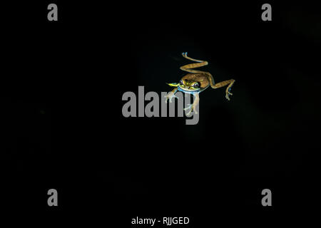 Una bella foto di una solitaria cross-nastrare raganella (Smilisca phaeota) nuotare in un'acqua nera durante una notte nella penisola di Osa, Costa Rica. Foto Stock