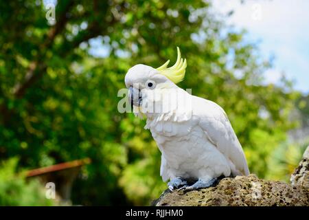 Un vicino la foto di un tenore di zolfo bianco-crested cockatoo (Cacatua galerita), nativo di Australia. Foto Stock