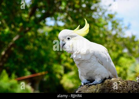 Un vicino la foto di un tenore di zolfo bianco-crested cockatoo (Cacatua galerita), nativo di Australia. Foto Stock