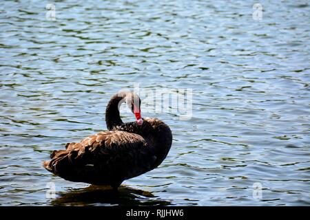 Un portret di un Black Swan (Cygnus atratus), una grande waterbird, specie di swan che razze principalmente nel sud-est e sud-ovest delle regioni dell'Australia Foto Stock