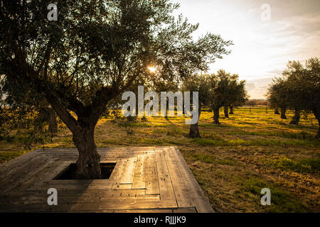 Oliveto presso la Torre de Palma Hotel vino Foto Stock