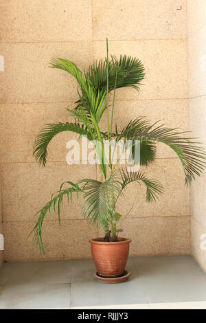 Bangalow Palm, Archontophoenix cunninghamiana crescente contro la parete di marmo Foto Stock